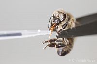 Experimental infection of honeybee with N. ceranae spores.