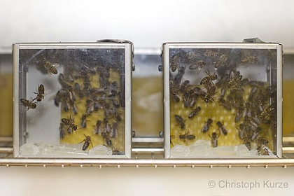 Honeybees are kept in small groups within an incubator at around 30C and are provided ad libitum with clean 50% (w/v) of sucrose solution throughout the experiment. 