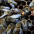 Genetic determination of reproductive hierarchies in honeybees.