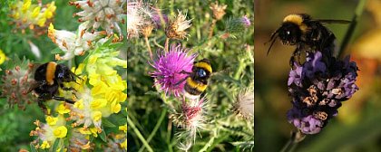 (1) B. terrestris worker foraging (Photo by S. Wolf), (2) marked B. terrestris worker foraging (Photo by S. Wolf), (3) B. terrestris drone on lavender (Photo by J. L. de Vries)