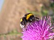 B. terrestris worker on thistle (Photo by S. Wolf)