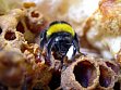 B. terrestris queen portrait (photo by S. Wolf)