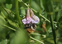 B. pascuorum worker foraging (photo by J. L. de Vries)