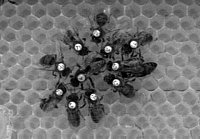 Honeybee workers form a typical pattern surround the queen (Photo by H. Scharpenberg).
