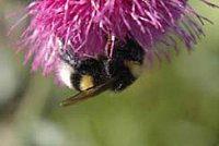 Bumblebee