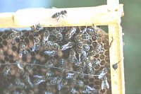 Pseudoqueen surrounded by a retinue of subordinate workers. (Photo by S. Härtel)