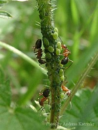 Aphid tending workers of the Narrow-headed ant, Formica (Coptoformica) exsecta. Mritz National Park. Photo: Dipl.-Biol. A. Katzerke. 