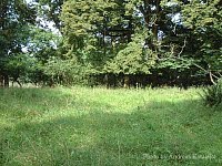 A typical habitat of Formica (Coptoformica) exsecta. Mritz National Park. Photo by Dipl.-Biol. Ulrike Epperlein, from BLISS et al. (2006).