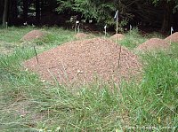 Nest mounds of a Formica (Coptoformica) exsecta supercolony. Mritz National Park. Photo: Dipl.-Biol. A. Katzerke. Note that the Coptoformica species typically use pieces of grass blades, fine-cutted by workers, to build the outer, calotte-like cover of their nest mounds. 