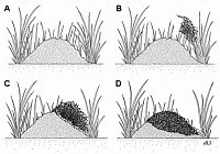An interaction between the European mole (Talpa europaea) and Formica (Coptoformica) exsecta. Sometimes, the ant uses mole hills as nesting microsites. The drawing (Dipl.-Biol. Andr Walter) shows phases of the nest building process. From BLISS et al. (2006). 