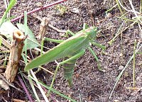 The Great Green Bush Cricket (Tettigonia viridissima) uses the base of a Formica (Coptoformica) exsecta nest mound as a microsite for egg-laying. Photo: Dipl.-Biol. A. Katzerke. From BLISS et al. (2002).