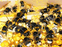 Bombus terrestris