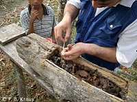 Traditional beekeeping (Melipona bechii) in the Selva Lacandona region, Chiapas, Mexico.