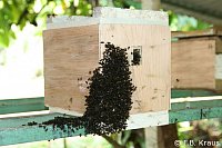 Congregation of Scaptotrigona mexicana males outside a conspecific colony kept at a meliponary in Tapachula, Chiapas, Mexico.