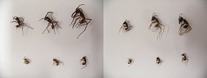 Worker polymorphism in E. mexicanum (left) and L. praedator (right) (Photos by Benjamin Barth)
