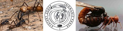 E. burchellii worker polymorphism (left) (Photo by Alex Wild), reproductive cycle (middle) (Courtesy of William H. Gotwald Jr.), Copula (right) (Photo by Daniel Kronauer)