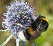 Bombus terrestris