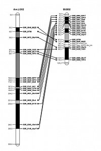 Mapping the genome of the bumblebee Bombus terrestris.