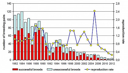 Dynamic of the Red Kite-breeding stock in the FFH-area Hakel since 1982.