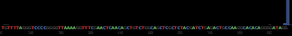 Ion Torrent - stingless bee RESTseq run on a 316 chip - internal control fragment