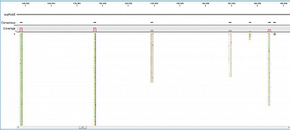 Ion Torrent - stingless bee RESTseq run on a 316 chip - mapping on a reference genome of a related species.