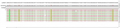Ion Torrent - stingless bee RESTseq run on a 316 chip - mapping on a reference genome of a related species.