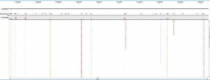 Ion Torrent - stingless bee RESTseq run on a 316 chip - mapping on a reference genome of a related species. Shown in the picture is a ~50kb region with a dozen of fragments sequenced.