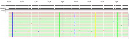 Ion Torrent - stingless bee RESTseq run on a 316 chip - mapping on a reference genome of a related species. This example shows the reads from a certain fragment containing homozygous and one heterozygous SNP.