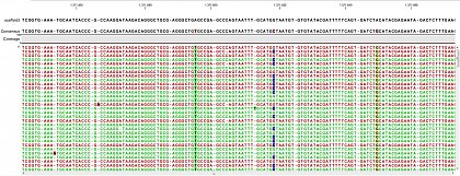 Ion Torrent - stingless bee RESTseq run on a 316 chip - mapping on a reference genome of a related species. G/C SNP (heterozygous diploid female)