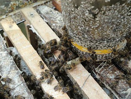 The Asian cavity nesting bee Apis cerana, is the most common wild species in the Philippines, and is also used for beekeeping.