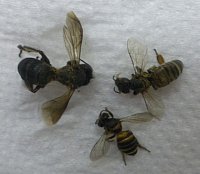 The three Apis species found in the Philippines (left: A. dorsata, right: A. mellifera and bottom: Apis cerana